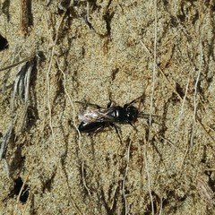 Tachysphex nigerrimus