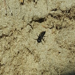 Tachysphex nigerrimus