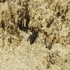 Tachysphex nigerrimus