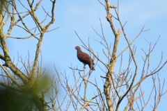 Patagioenas speciosa