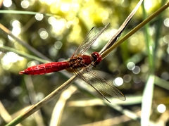 Crocothemis erythraea
