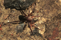 Asthenoctenus borellii