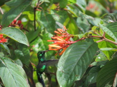 Cynanthus forficatus