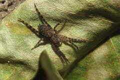 Asthenoctenus borellii