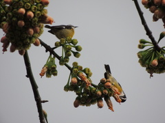 Coereba flaveola caboti