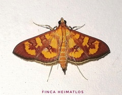 Prenesta scyllalis