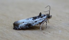 Olethreutes malana