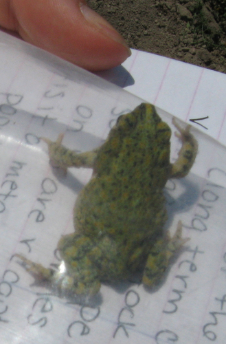 Anaxyrus debilis