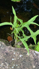 Lactuca indica
