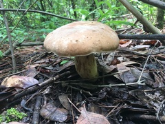 Boletus quercophilus