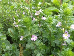 Euphrasia maximowiczii