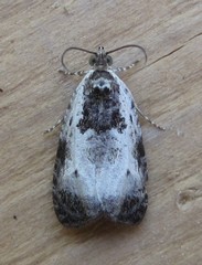 Olethreutes malana