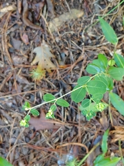 Euphorbia pubentissima