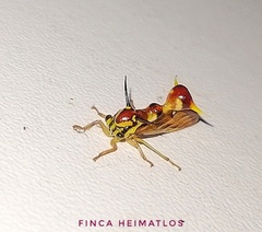 Heteronotus vespiformes