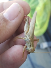 Melanoplus packardii