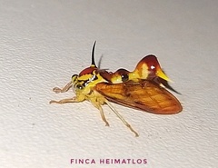 Heteronotus vespiformes