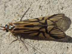 Macrostemum radiatum