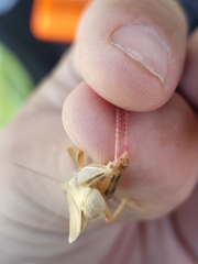 Melanoplus packardii