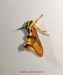 Heteronotus vespiformes