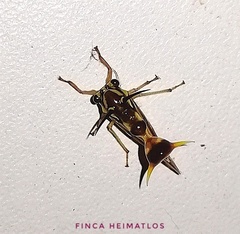 Heteronotus vespiformes