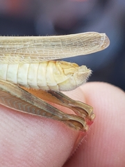 Melanoplus packardii