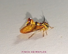 Heteronotus vespiformes