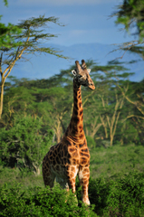 Giraffa camelopardalis rothschildi
