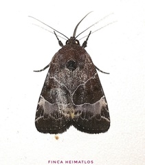 Hampsonodes mastoides