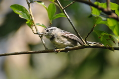 Herpsilochmus atricapillus
