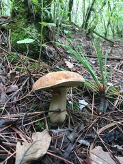 Boletus quercophilus