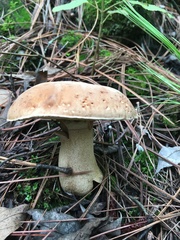 Boletus quercophilus