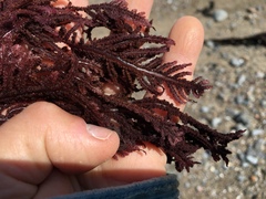 Neoptilota densa