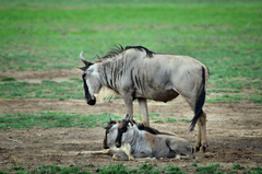 Connochaetes taurinus albojubatus