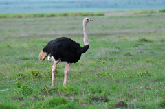 Struthio camelus massaicus