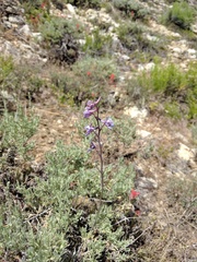 Delphinium parryi