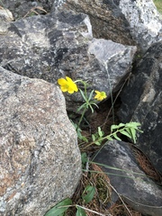 Ranunculus propinquus