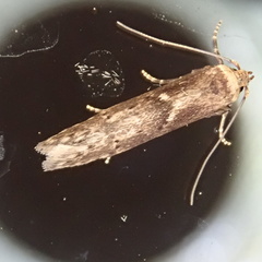 Blastobasis adustella