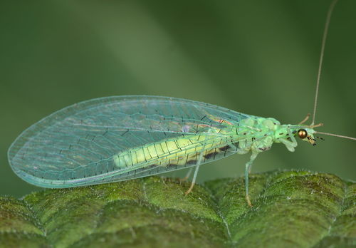 Dichochrysa ventralis