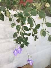 Streptocarpus saxorum