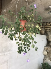 Streptocarpus saxorum