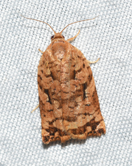 Archips oporana