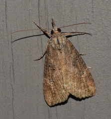 Hypena humuli
