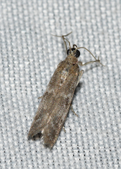 Eurythmia angulella