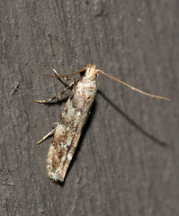 Coleotechnites coniferella