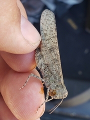 Circotettix undulatus