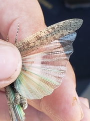 Circotettix undulatus