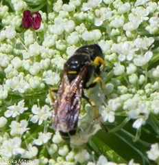 Ectemnius arcuatus