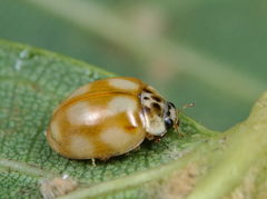 Adalia decempunctata