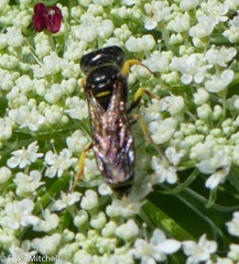 Ectemnius arcuatus