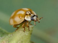 Adalia decempunctata